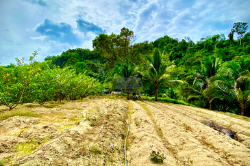 44 Acre Agricultural Land in Paya Terubong