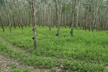 Agricultural land for Sale in Bera, Pahang