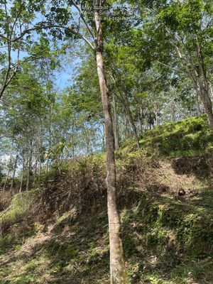 2 ekar sg Gumut Hulu Selangor for Sale @RM160,000 By Sufimaria Junaida ...