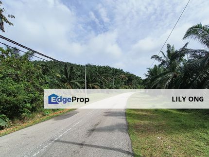 Oil Palm land , Kedah, Baling