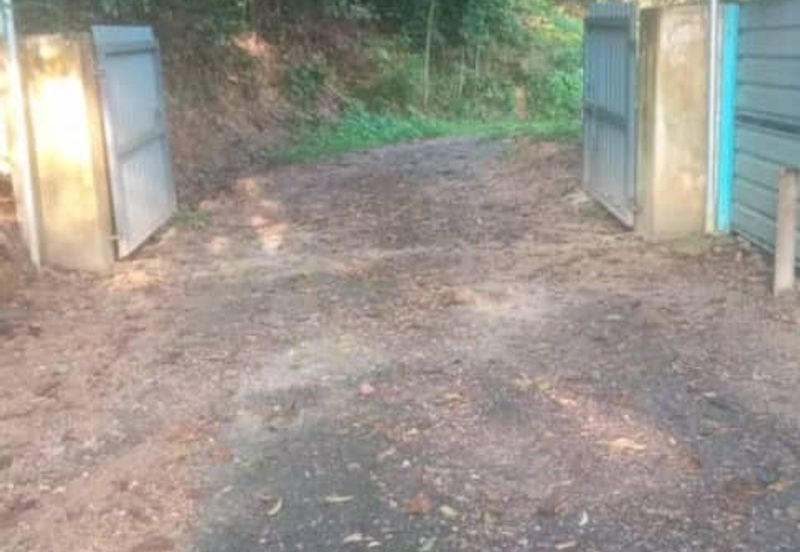 Hot Bentong Raub Durian Orchard