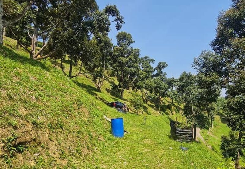 Hot Bentong Raub Durian Orchard