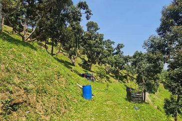Hot Bentong Raub Durian Orchard