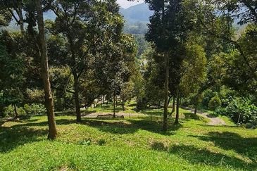 Hot Bentong Raub Durian Orchard
