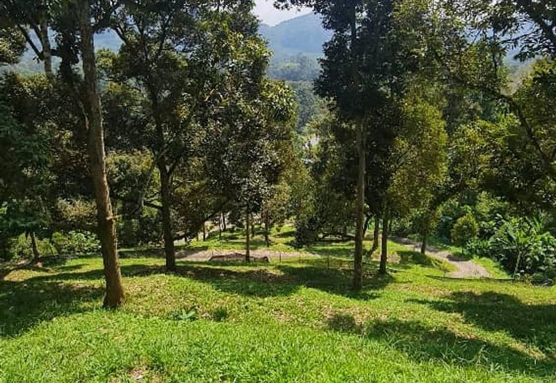 Hot Bentong Raub Durian Orchard