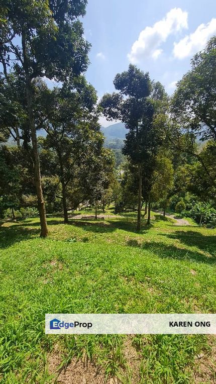 Hot Bentong Raub Durian Orchard, Pahang, Karak