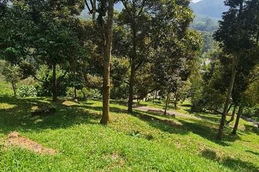 Hot Bentong Raub Durian Orchard