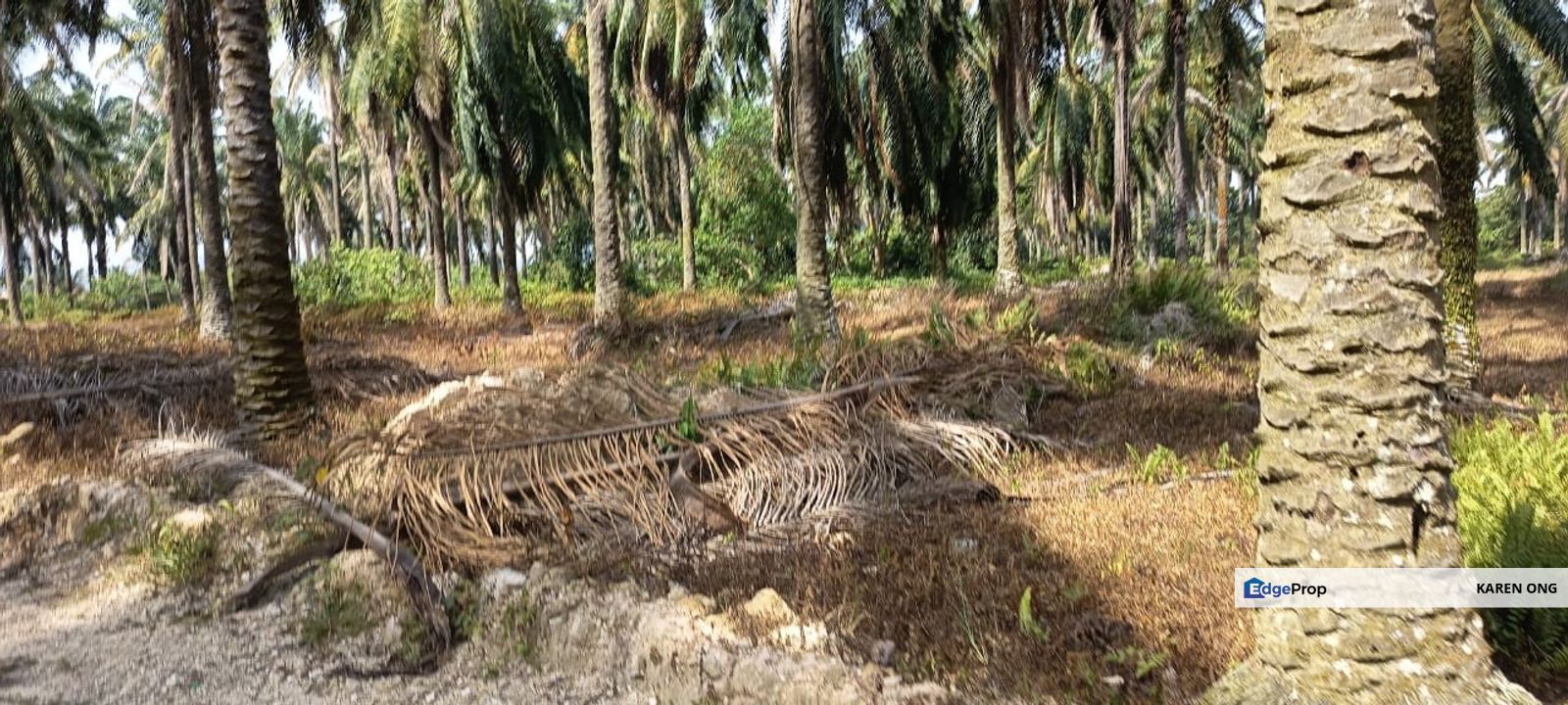 Puncak Alam Agriculture Land , Selangor, Bandar Puncak Alam