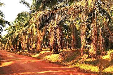 Segamat Palm Oil Plantation for Sale