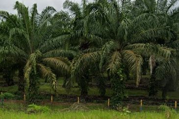 Segamat Palm Oil Plantation for Sale