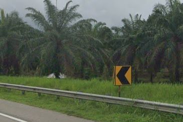 Segamat Palm Oil Plantation for Sale