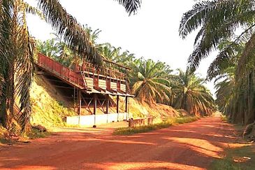 Segamat Palm Oil Plantation for Sale