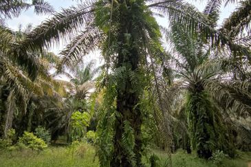 Oil Palm Land Kota Tinggi