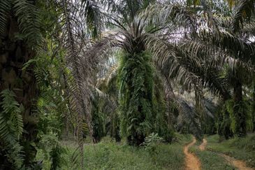 Oil Palm Land Kota Tinggi