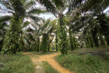 Oil Palm Land Kota Tinggi