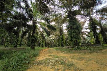 Oil Palm Land Kota Tinggi