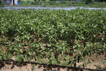 Tanah Pertanian Beranang Tengah