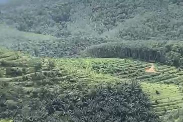 Salak Baru Perak Agriculture Land for Sale (the most cheap sale price in whole Malaysia)