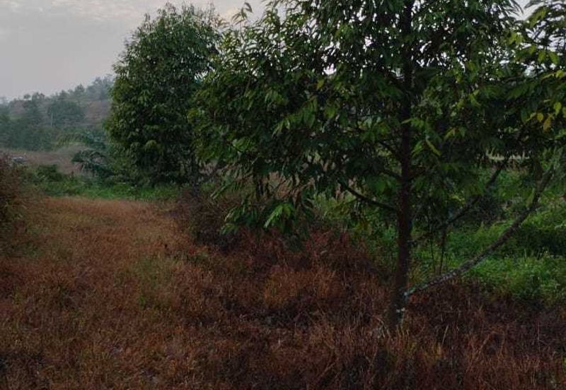 20 C (PEKAN SIMPANG PERTANG)