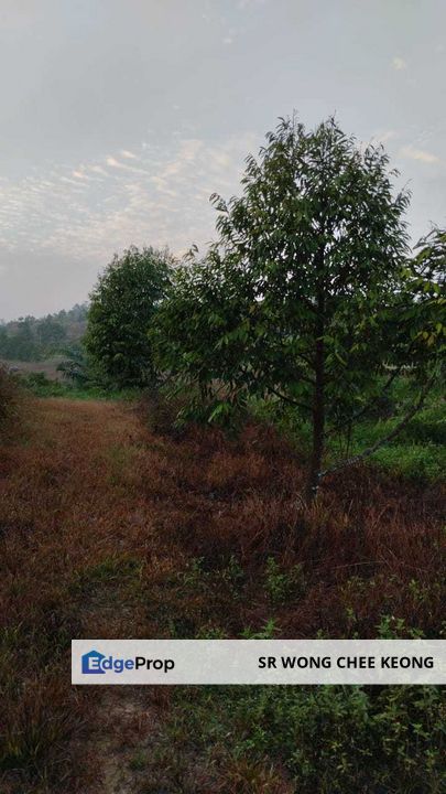 SIMPANG PERTANG AGRICULTURAL LAND FOR SALE, Negeri Sembilan, Jelebu