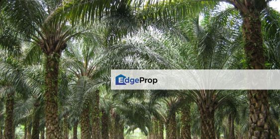 Agriculture Oil Palm Plantation For Sale, Negeri Sembilan, Mantin