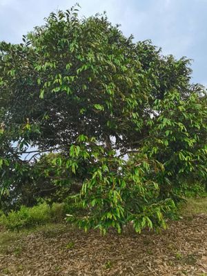 Karak Manchis Pahang 5.1 A durian orchard for Sale @RM1,275,000 By KEN ...