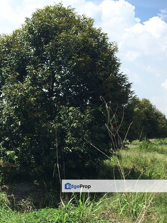 Tangkak Johore 38 acres freehold durian orchard for Sale RM14,440,000