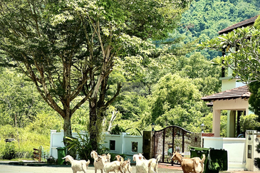 Bungalow Land at Jalan Sungei Emas 3