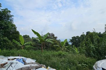 Balik Pulau Durian Orchard ( 3.727 Hectar)
