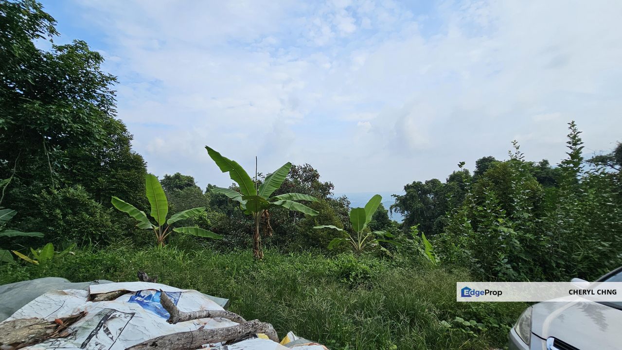 Balik Pulau Durian Orchard ( 3.727 Hectar), Penang, Balik Pulau