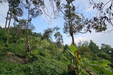 Balik Pulau Durian Orchard ( 3.727 Hectar)