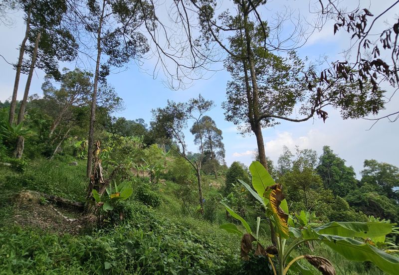 Balik Pulau Durian Orchard ( 3.727 Hectar)
