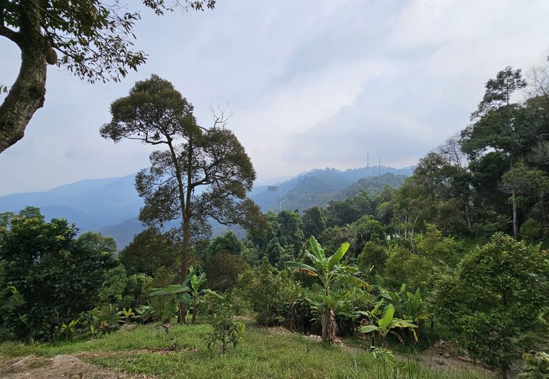 Balik Pulau Durian Orchard ( 3.727 Hectar)