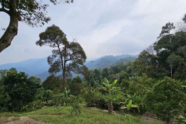 Balik Pulau Durian Orchard ( 3.727 Hectar)