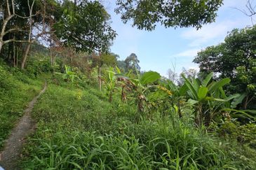 Balik Pulau Durian Orchard ( 3.727 Hectar)