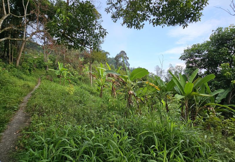 Balik Pulau Durian Orchard ( 3.727 Hectar)