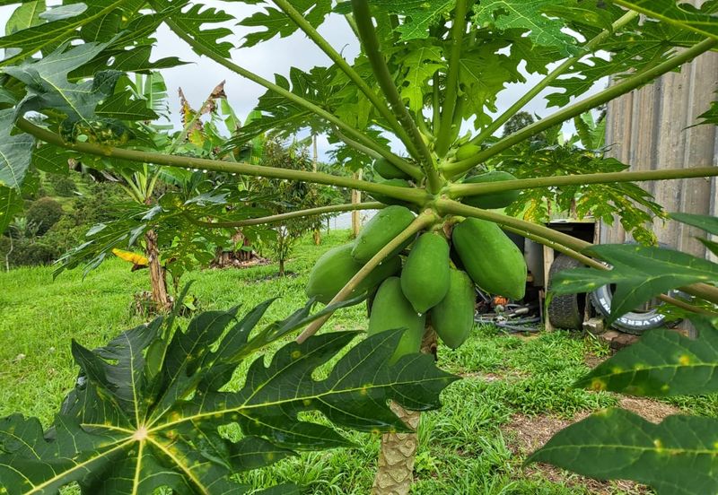 JALAN RAUB - SIMPANG SUNGAI RUAN