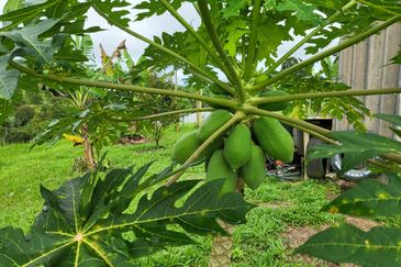 JALAN RAUB - SIMPANG SUNGAI RUAN