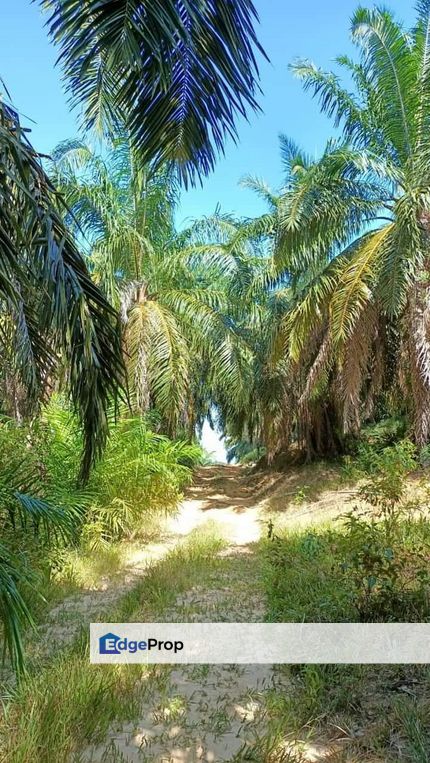 BOTA GELUNG PEPUYU PALM OIL LAND FOR SALE, Perak, Bota