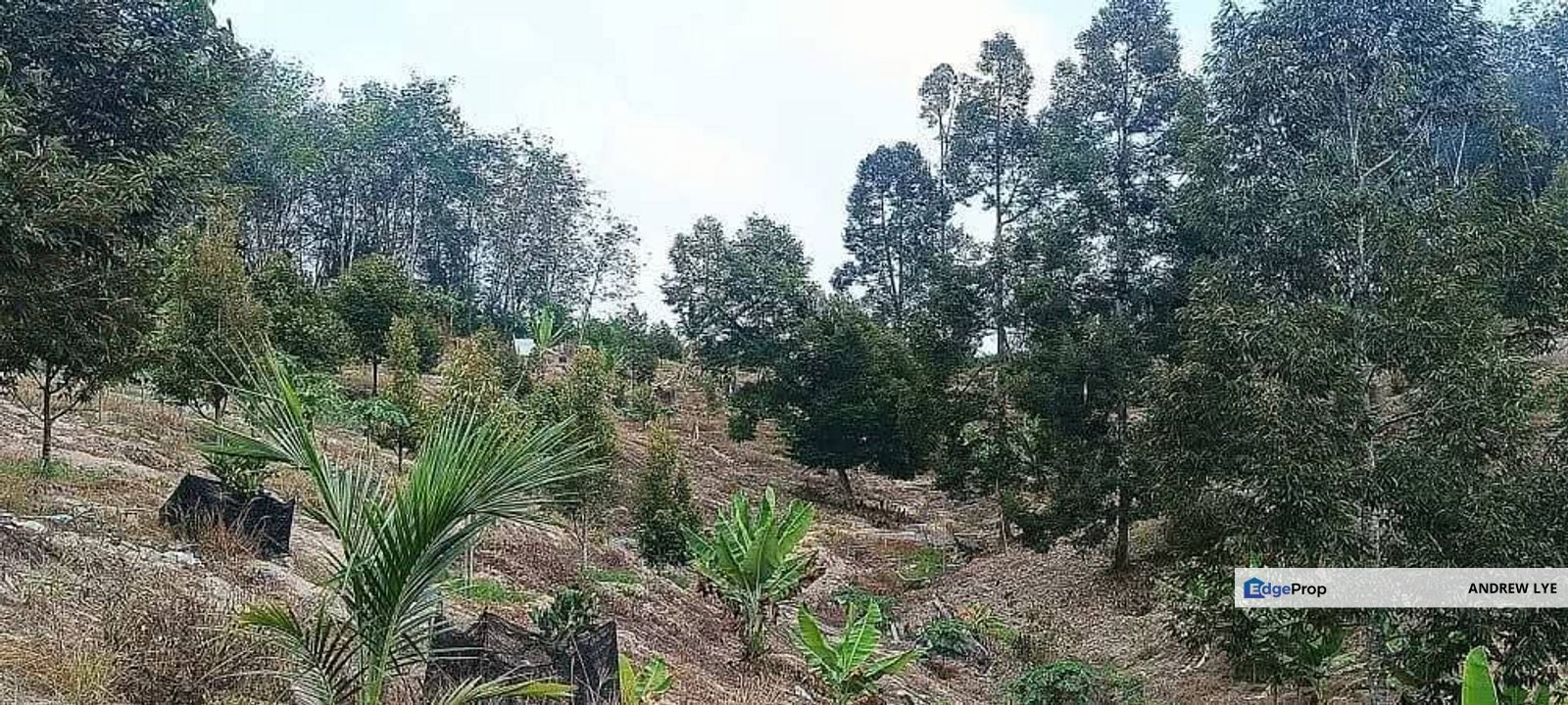 Lenggong Perak Durian Land For Sale , Perak, Hulu Perak