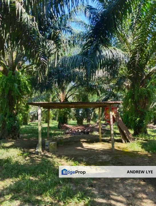 Pusing Oil Palm Tree Land 5 Acres For Sale , Perak, Kinta