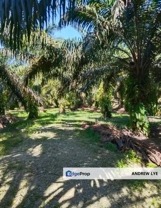 Pusing Oil Palm Tree Land 5 Acres For Sale , Perak, Kinta