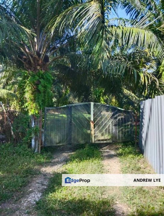 Pusing Oil Palm Tree Land 5 Acres For Sale , Perak, Kinta