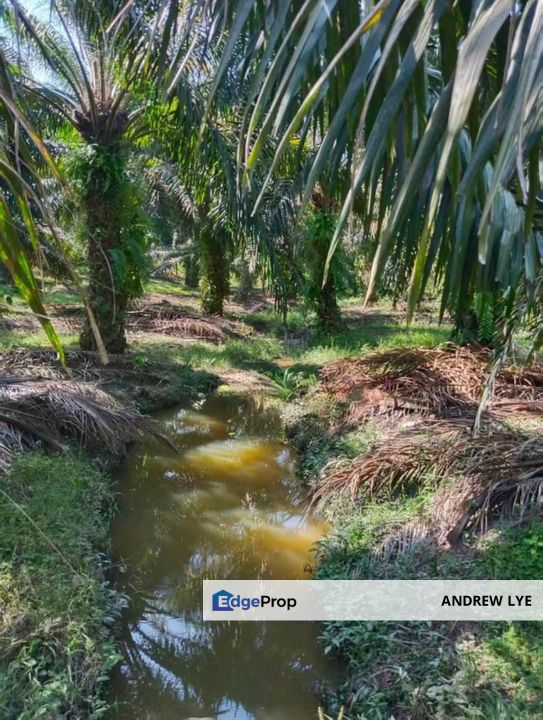 Pusing Oil Palm Tree Land 5 Acres For Sale , Perak, Kinta