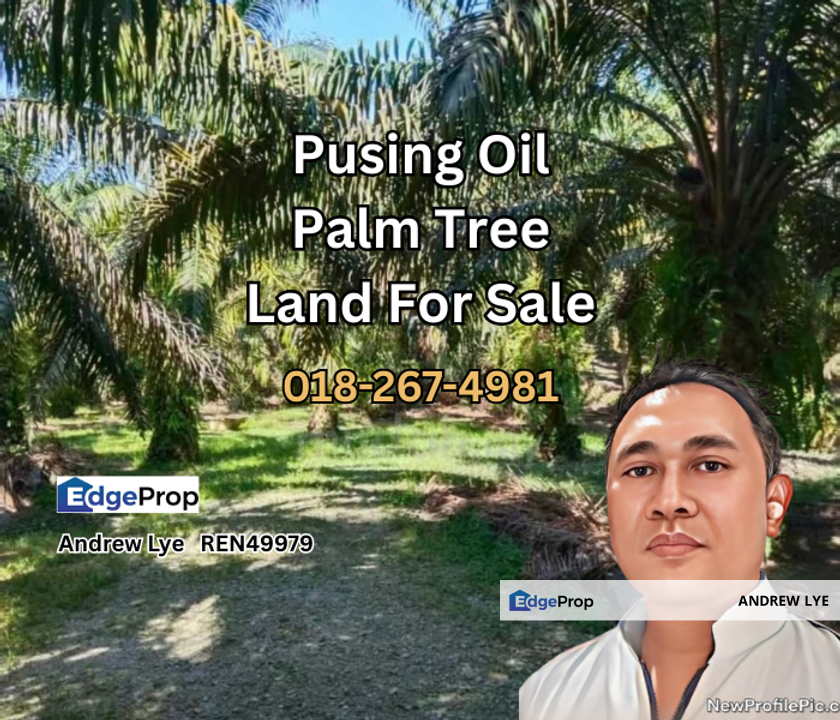 Pusing Oil Palm Tree Land 5 Acres For Sale , Perak, Kinta
