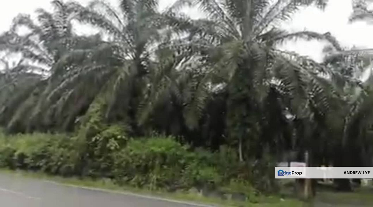 Sungai Siput Agriculture Land Palm Oil Plantation Facing Main Road Freehold For Sale, Perak, Kuala Kangsar