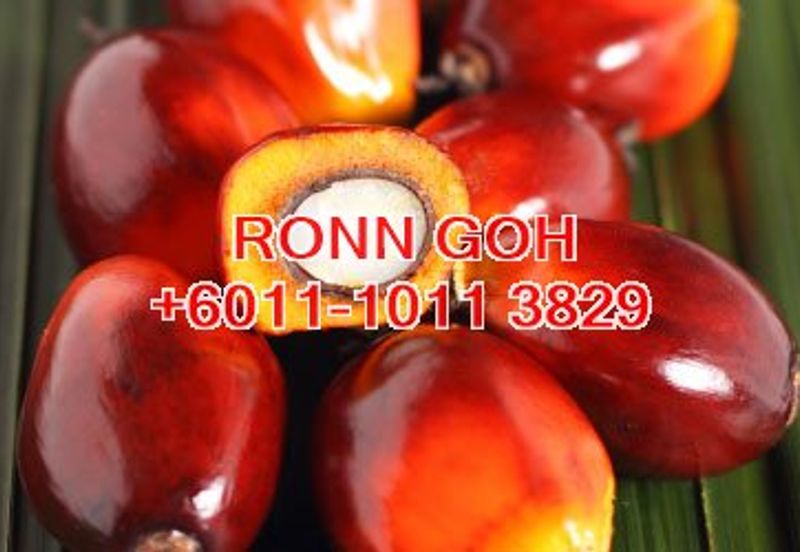 JOHOR/TANGKAK OIL PALM ESTATE 1,100 ACRES (SALE)  