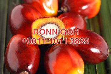 JOHOR/TANGKAK OIL PALM ESTATE 1,100 ACRES (SALE)  