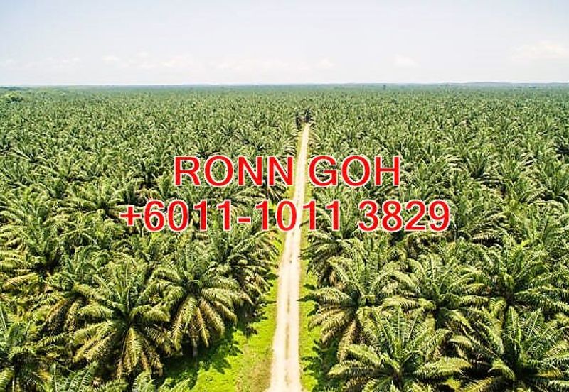 JOHOR/TANGKAK OIL PALM ESTATE 1,100 ACRES (SALE)  