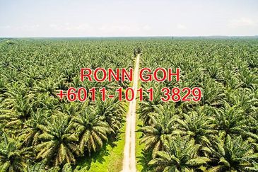 JOHOR/TANGKAK OIL PALM ESTATE 1,100 ACRES (SALE)  